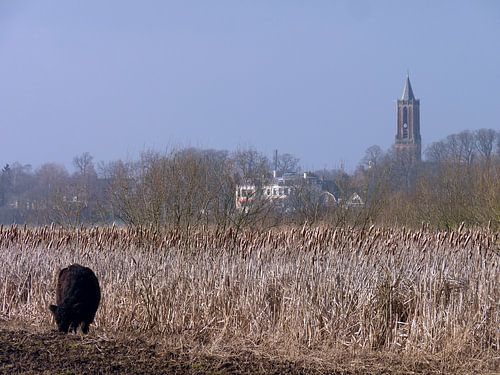 Galloway in de uiterwaarden/ Galloway on floodplains