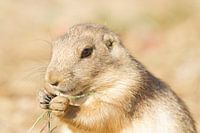 Portrait of a prairie dog eating
