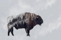 Bison - Double Exposure, Angyalosi Beata by 1x thumbnail