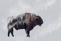 Bison - Dubbele blootstelling