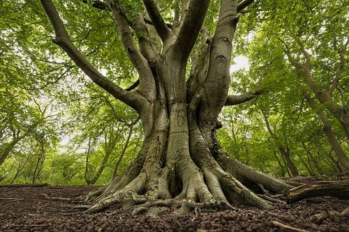 De Wachter van het Bos