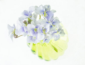 Pastellfarbene lila Veilchen in grüner Vase