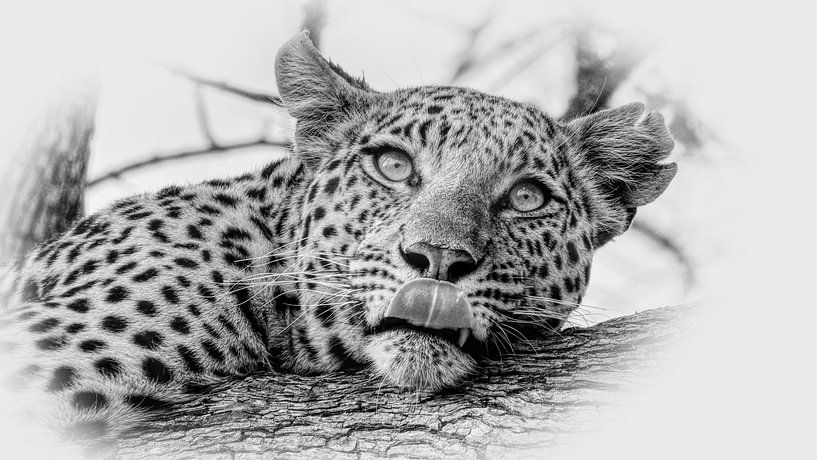 Leopard Africa by Eric Nagel