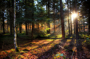 Spanderswoud herfst zonsondergang
