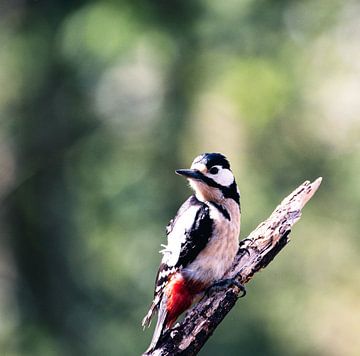 The great spotted woodpecker by Roy IJpelaar