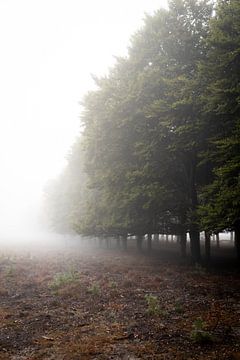 Bomen in de mist van Thijs Pausma