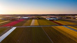 Bulb fields Noordwijkerhout by Rene Ouwerkerk
