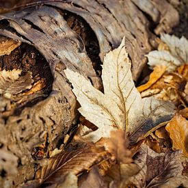 Écorce de bouleau 3 sur Rob Boon