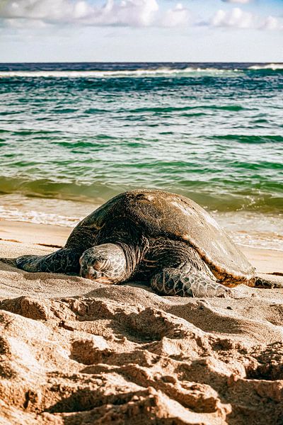Sea Turtle by Truckpowerr