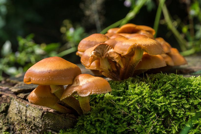 Groep bruine paddestoelen  by Frank Hoekzema