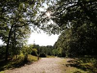 Natural beauty in Goois nature reserve Naarder Eng