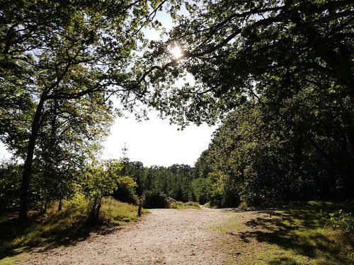 Natuurpracht in Goois Natuurreservaat Naarder Eng
