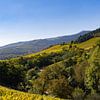 Die Weinberge zwischen Turckheim und Ingersheim im französischen Elsass (4) von André Blom Fotografie Utrecht