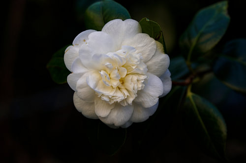 Elegante Witte Camelia in het Donker