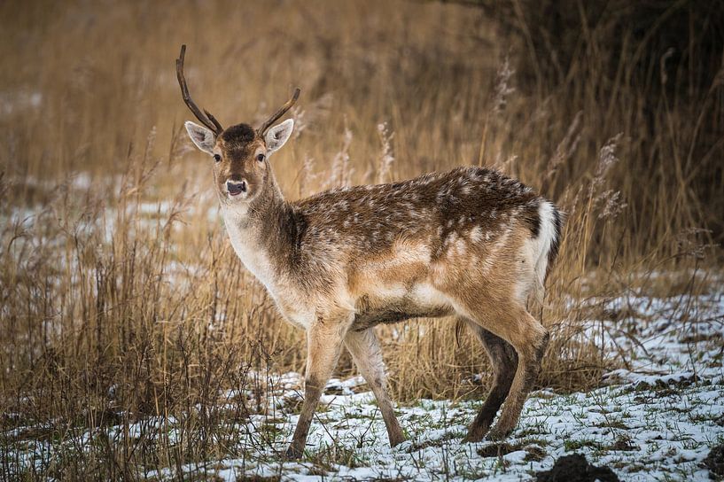 Dam deer snow by Jan Georg Meijer