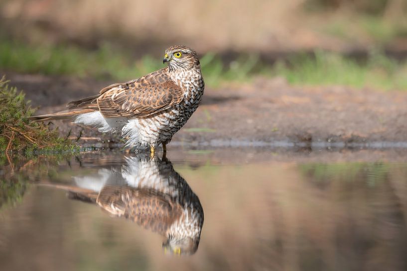 Sparrowhawk part 3 by Tania Perneel