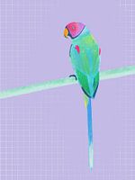 Parakeet, cheerful, colourful illustration