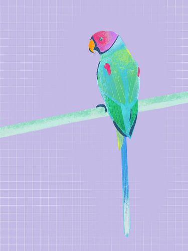 Perruche, illustration joyeuse et colorée