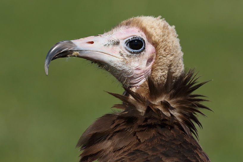 Kapgier (Necrosyrtes monachus) van Ronald Pol