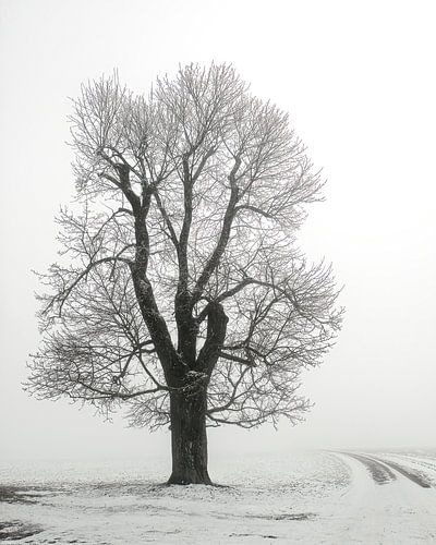 Winterboom