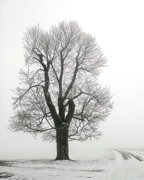 Winter tree by Anneliese Grünwald-Märkl