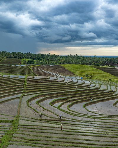 Rijstterrassen onder dreigende moessonluchten, Bali, indonesie