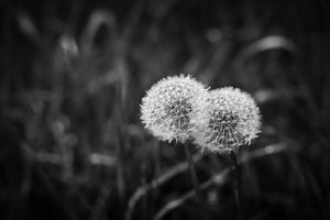 samen