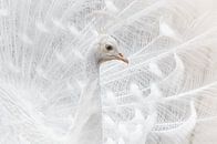 The Majestic White Peacock by Triki Photography thumbnail