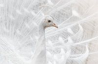 The Majestic White Peacock