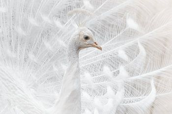 De Majestueuze Witte Pauw