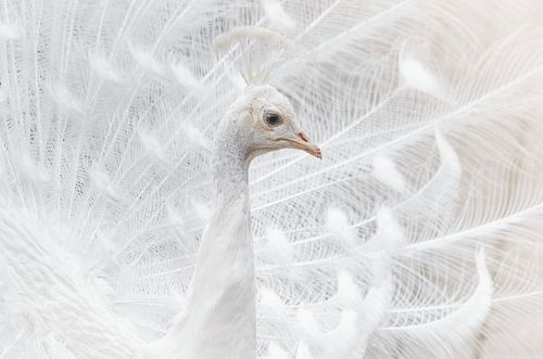 De Majestueuze Witte Pauw van Triki Photography
