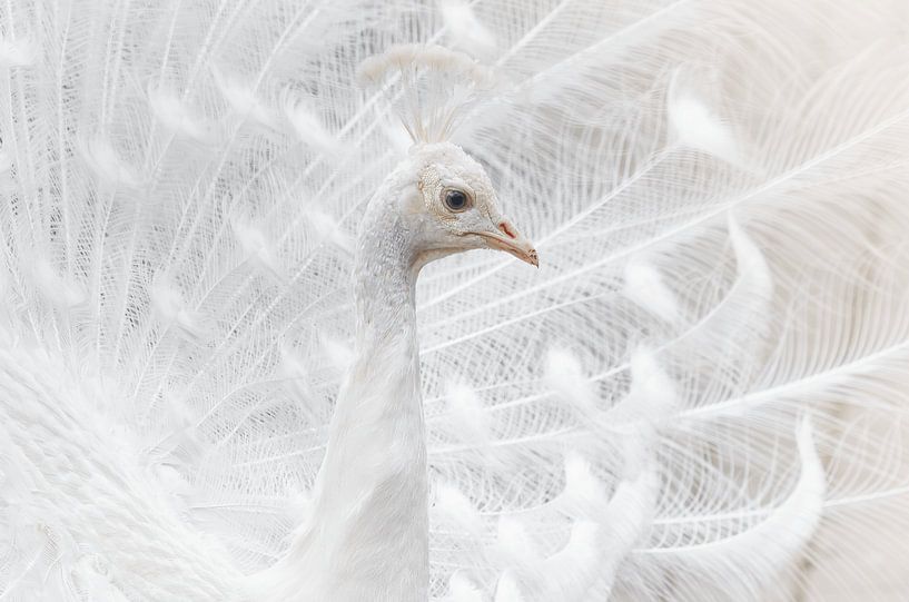 The Majestic White Peacock by Triki Photography
