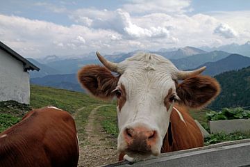 Een koe op een bergweide in de Alpen van Lensw0rld