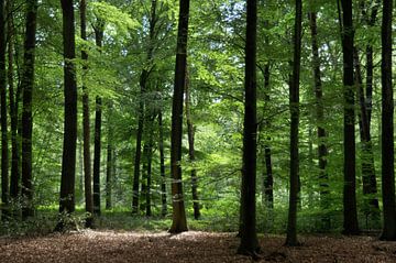 Beukenbos in Emmen II van Corinne Welp