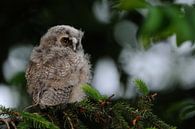Ransuil (Asio otus), jonge vogel, vertakking in een naaldboom, wild, Europa. van wunderbare Erde thumbnail