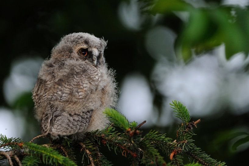 Ransuil (Asio otus), jonge vogel, vertakking in een naaldboom, wild, Europa. van wunderbare Erde