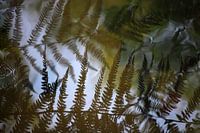 Ferns in the forest