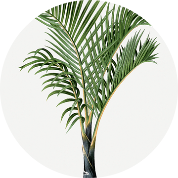 Palmplant | Hypotphorbe Verschaffelti van Peter Balan