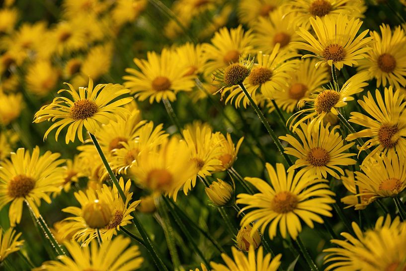 Gelbes Blütenmeer im Abendlicht von ViaMapia