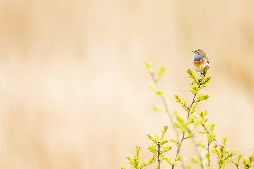 Blauwborst in het groen