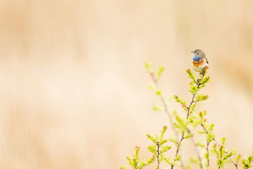 Bluebird in the green by Danny Slijfer Natuurfotografie