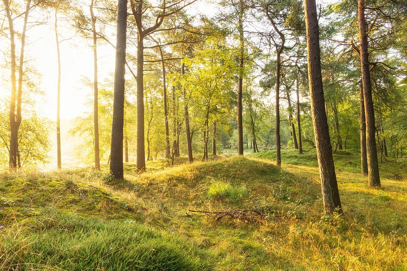Sunrise Dwingelderveld (Drenthe) by Marcel Kerdijk