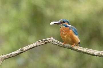 IJsvogel met vis van Wim van der Meule