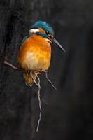 IJsvogel - Fragiel