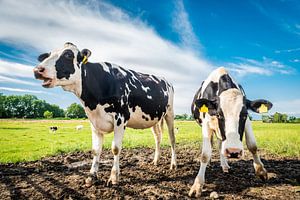Cow action in the Dutch countryside