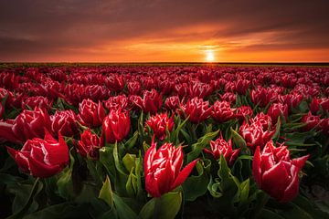 Tulipes néerlandaises sur Erik Bilstra