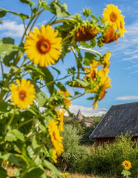 Zonnebloemen bij Mamelis von John Kreukniet