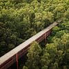 Tunnel de marche dans la forêt sur Ebelien