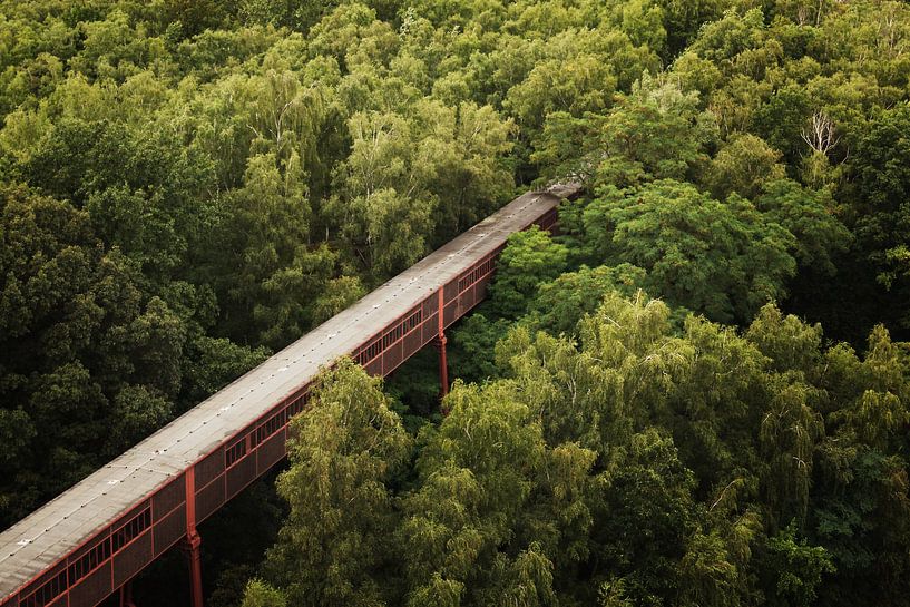Tunnel de marche dans la forêt par Ebelien