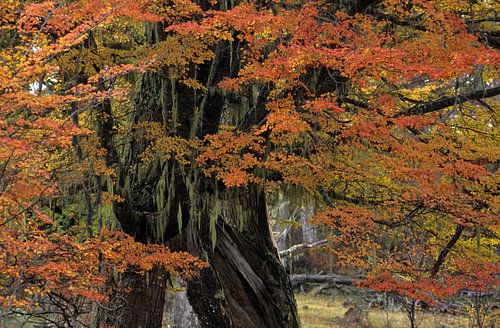 Lenga boom in de herfst, Chileens Patagonië.